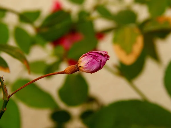 Eine Rosa Rosenknospe Auf Verschwommenem Hintergrund Mit Grünen Blättern — Stockfoto