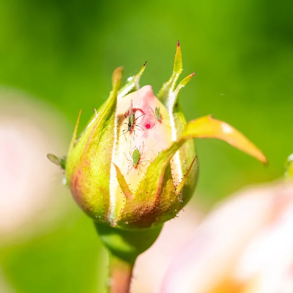 Groene Bladluizen Die Het Sap Van Een Rozenknop Eten — Stockfoto