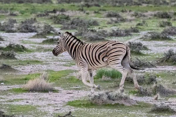 Duas Zebras Correndo Mato Namíbia — Fotografia de Stock