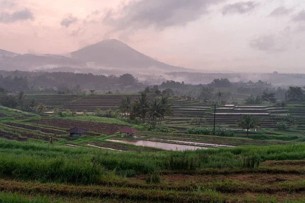 Endonezya Bali Güzel Bir Pirinç Tarlası Manzarası — Stok fotoğraf