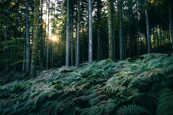 Krásný Záběr Kapradin Rostoucích Lese Plném Vysokých Stromů Jaře — Stock fotografie
