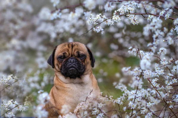 Perrito Lindo Jardín —  Fotos de Stock