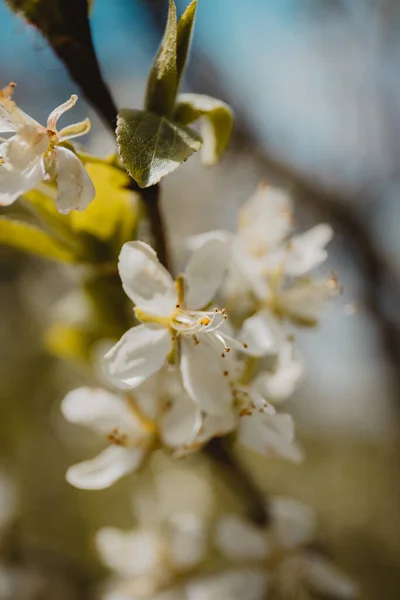 가지를 꽃으로 수직으로 Prunus Sponosa — 스톡 사진