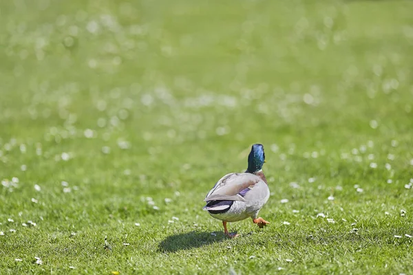 在草地上散步的野鸭的选择性镜头 — 图库照片