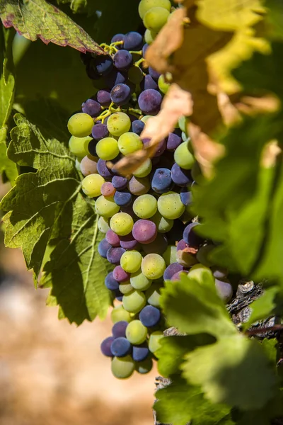 Vineyards Summer Provence France — Stock fotografie