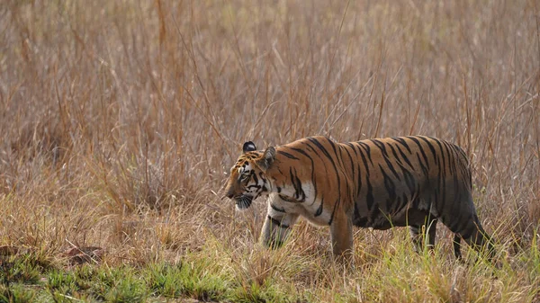 Bir kaplanın tarlada, buğday tarlasında yürüdüğü yakın plan bir fotoğraf.