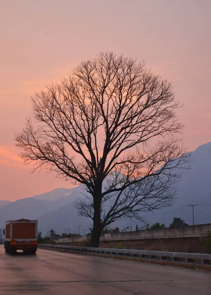 A beautiful shot of a truck on the highway next to a huge leafless trees against a sunset orange sky
