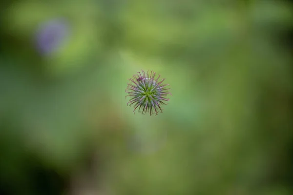 Enfoque Selectivo Una Flor Cardo Sobre Fondo Borroso —  Fotos de Stock