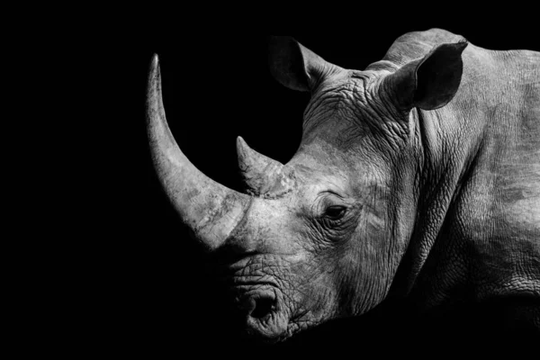 Grayscale Záběr Afrického Nosorožce Černém Pozadí — Stock fotografie