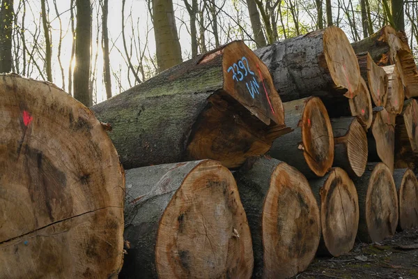Tiro Close Troncos Árvores Cima Uns Dos Outros Uma Floresta — Fotografia de Stock
