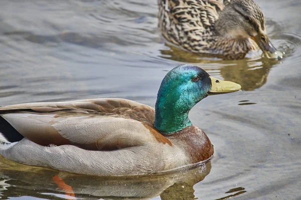 Mallards Floating Lake — Stock Photo, Image