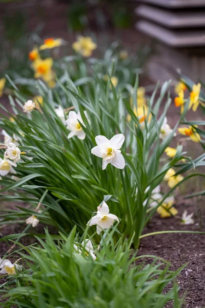 Hermoso Tiro Narcisos Blancos Amarillos — Foto de Stock