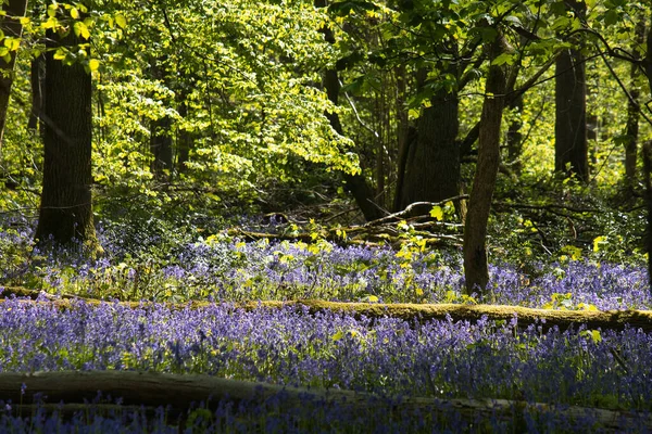 Ein Dichter Wald Mit Blauen Blumen Und Hohen Bäumen Hallerbos — Stockfoto