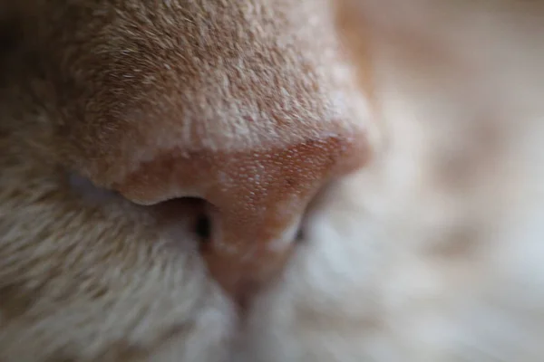 A cute ginger cat\'s nose on a blurred background