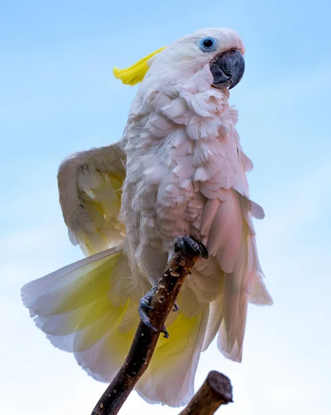 Selective Focus Shot Cockatoo Perched Twig — Stock Photo, Image