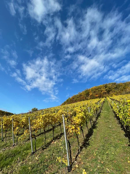 Vertical Shot Vineyard Field Autumn Lake Constance Cloudy Sky — Stock Photo, Image