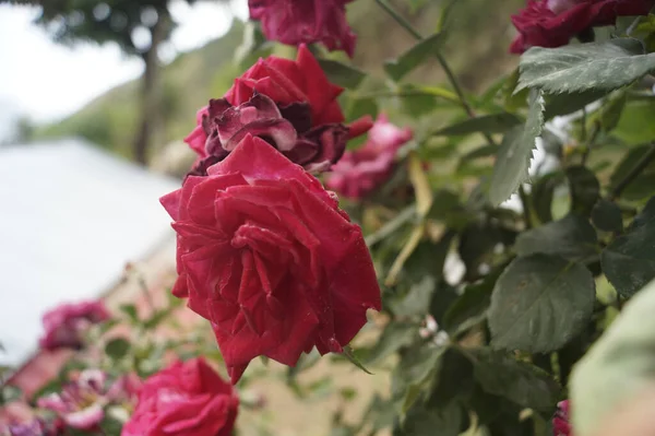 Крупный План Свежих Розовых Роз Цветущих Саду — стоковое фото