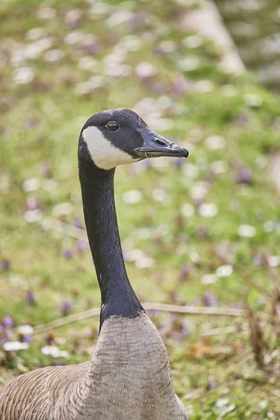 Bir Kazın Kafasının Seçici Odak Noktası — Stok fotoğraf