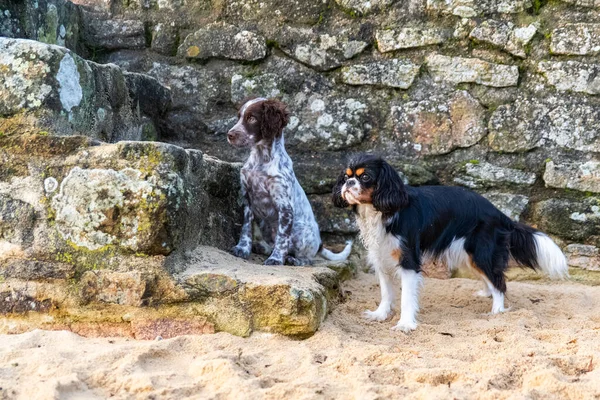 Ngiliz Bir Köpek Şövalye Kral Charles Kumsalda Oynayan Iki Yavru — Stok fotoğraf