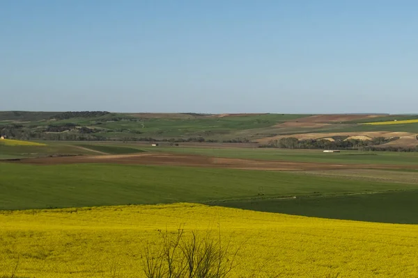 A beautiful country landscape with a large rapeseed field under a clear blue sky