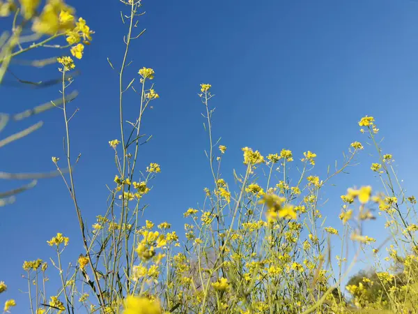 Festői Kilátás Sárga Repcemag Virágok Kék Háttér Területen — Stock Fotó