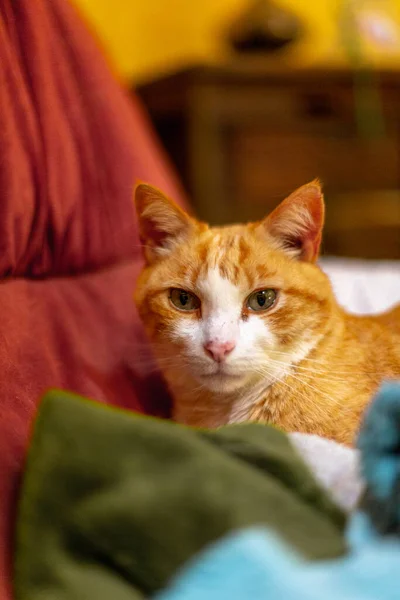Μια Κάθετη Φωτογραφία Μιας Κοκκινομάλλας Γάτας Ξαπλωμένης Στον Καναπέ — Φωτογραφία Αρχείου