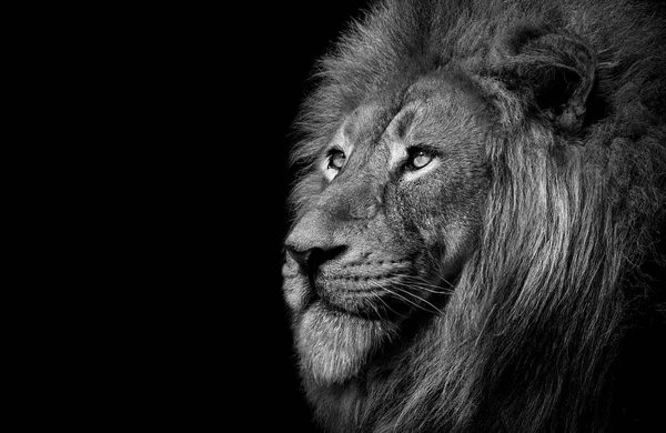Серый Снимок Льва Черном Фоне — стоковое фото