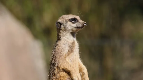 Egy Közeli Felvétel Amin Meerkat Egy Sziklán Homályos Háttérrel Egy — Stock Fotó