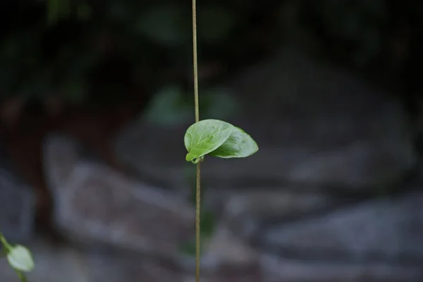 Ένα Κοντινό Πλάνο Από Ένα Μόνο Φύλλο Pilea — Φωτογραφία Αρχείου