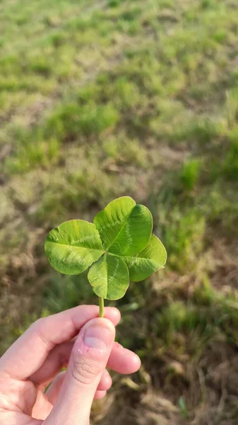 Nahaufnahme Einer Hand Die Ein Vierblättriges Kleeblatt Hält — Stockfoto