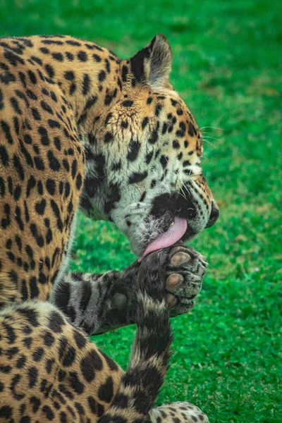 Vertical Shot Jaguar Licking Its Tail Park Blurred Background — Stock Photo, Image