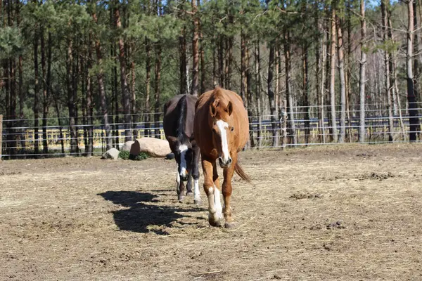 在农场散步的一匹漂亮的棕色马的特写镜头 — 图库照片