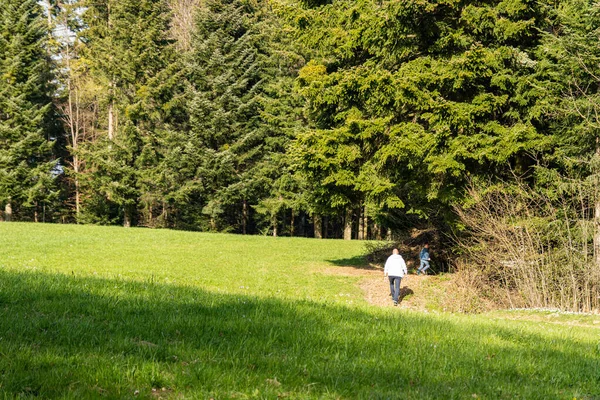 Güneşli bir günde yeşil kozalaklı ağaçlarla ormanda yürüyen insanlar.