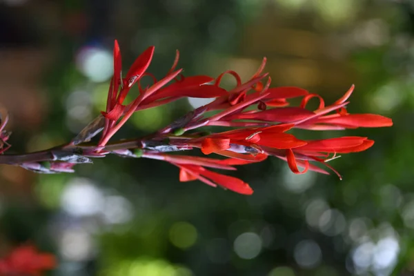 Vertikální Detailní Záběr Červené Canna Lily Květina Zahradě Zeleném Rozmazaném — Stock fotografie