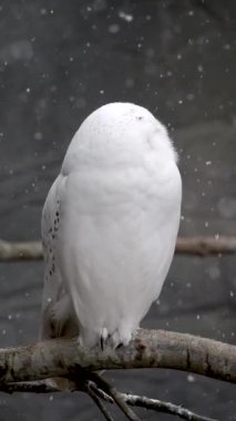 Bir ağacın dalına tünemiş beyaz baykuşun yavaş çekimde etrafa bakınması kar yağarken.
