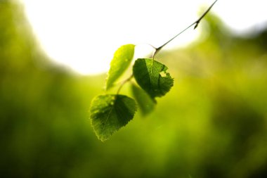 Taze yeşil ağaç yapraklarının seçici odağı