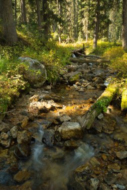 Grand Teton Ulusal Parkı, Wyoming, ABD 'deki ormandan akan küçük bir dere.