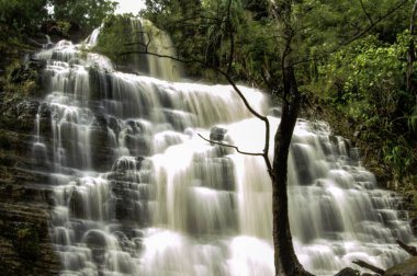 Yeşilliklerle çevrili bir şelalenin önündeki çıplak bir ağacın nefes kesici görüntüsü.
