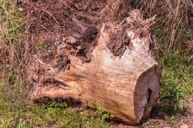 Devrilmiş ağaç gövdesi yere düştü.