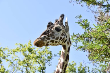 Ağaçlı ve mavi arkaplanlı bir zürafa kafasının güzel bir görüntüsü.