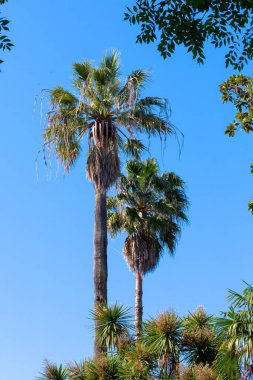 Gökyüzüne karşı yüksek palmiye ağaçlarının dikey görüntüsü