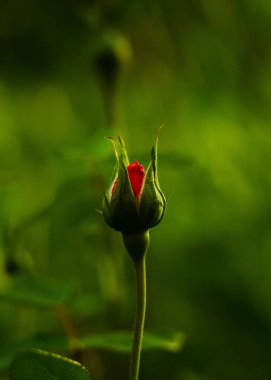 Yeşil arkaplanda kırmızı gül goncasının dikey görüntüsü