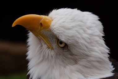 bald eagle portresi