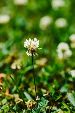 Açık havada yeşil çimlerde açan beyaz yoncanın dikey yakın çekimi.