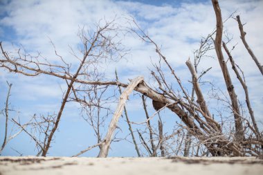 Bulutlu gökyüzünün arka planında ölü ağaç manzarası