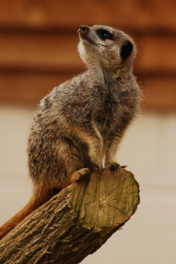 Bir Sentry Meerkat (Suricata suricatta) testereyle dikilmiş yukarı bakan bir dalda oturuyor