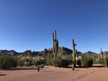 Güzel bir sigara, küçük yeşil ağaçlar ve çölde güneşli bir günde dağlara ve mavi gökyüzüne karşı çöl bitkileri.