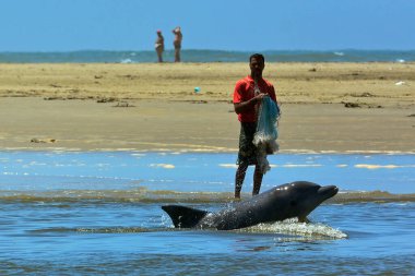 Tramandai, Rio Grande do Sul, Brezilya - 16 Ocak 2016: Balıkçılarla yunuslar arasındaki kooperatif balıkçılık Tramandai Nehri ağzında gerçekleşiyor