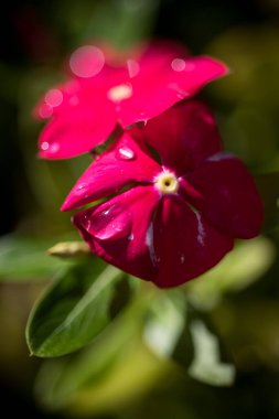Gün boyunca bahçedeki bir çift pembe çiçeğin dikey görüntüsü.