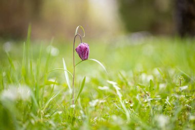 Macaristan 'ın Zalaegerszeg kentindeki bir parkta Fritillaria meleagris çiçeğinin yakın çekimi.